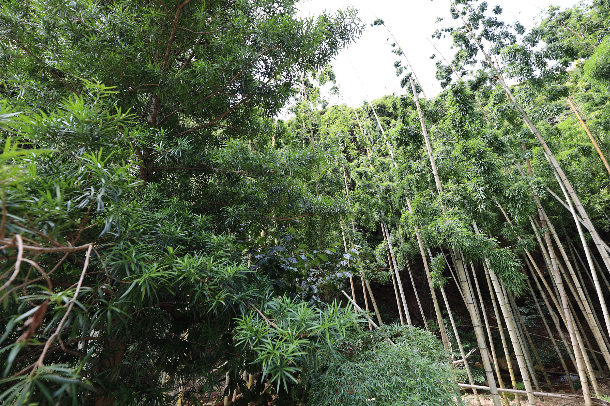 世界有数のカルシウム豊富な天然水